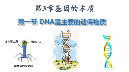 DNA是主要的遗传物质课件高一下学期生物人教版必修2
