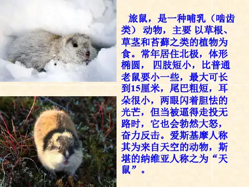 《旅鼠之谜》优秀公开课课件PPT