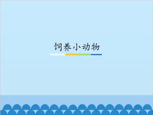 三年级上册科学-饲养小动物-人教版