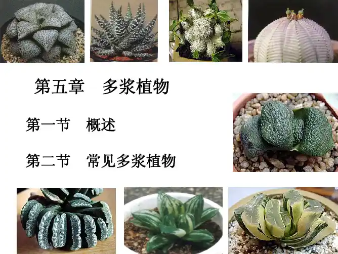 花 卉 学第五章 多浆植物