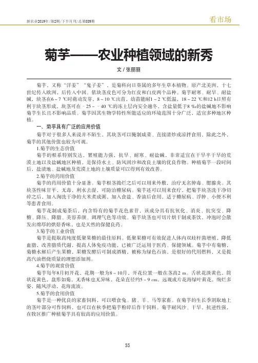 菊芋——农业种植领域的新秀