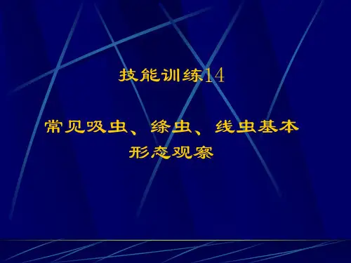 常见吸虫、绦虫、线虫基本形态观察