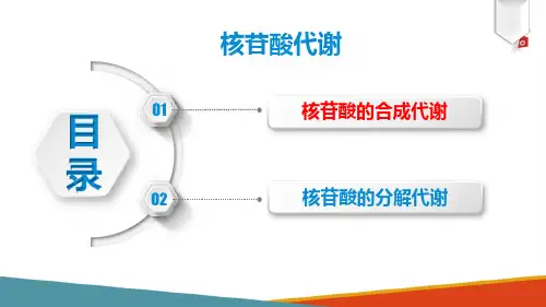 核苷酸代谢(生物化学课件)