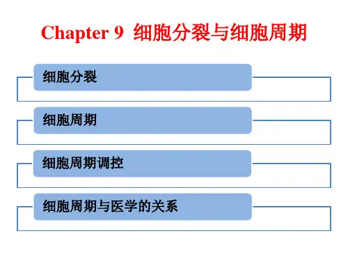 高中生物《细胞分裂与细胞周期》课件