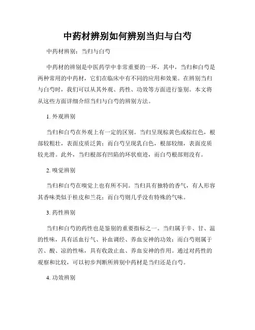 中药材辨别如何辨别当归与白芍