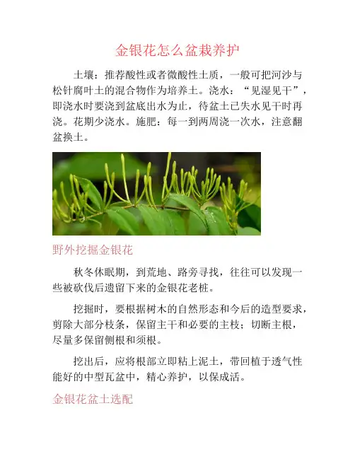 金银花怎么盆栽养护-养花技巧