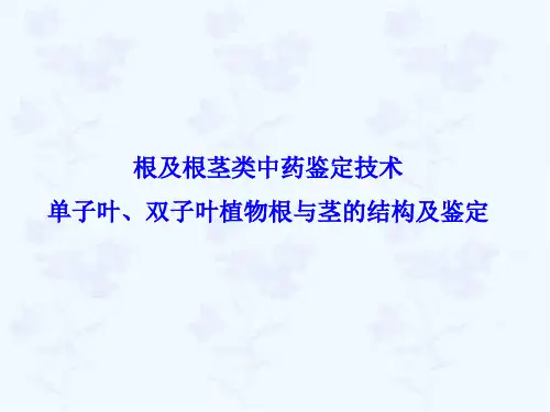 根及根茎类药材鉴定(单子叶、双子叶植物根与茎的结构及鉴定).
