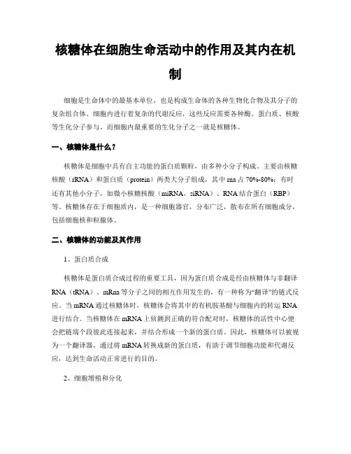 核糖体在细胞生命活动中的作用及其内在机制