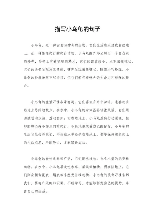 描写小乌龟的句子