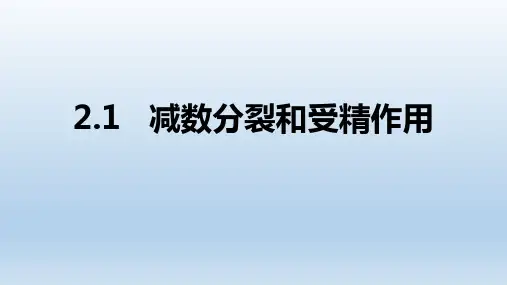 【课件】减数分裂和受精作用课件2022-2023学年高一下学期生物人教版必修2