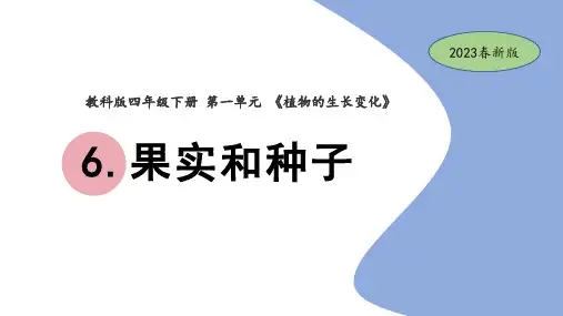 教科版小学科学四年级下册1-6果实和种子(教学课件)