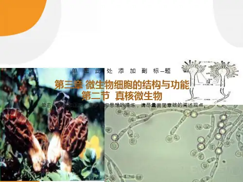 微生物细胞的结构与功能真核微生物
