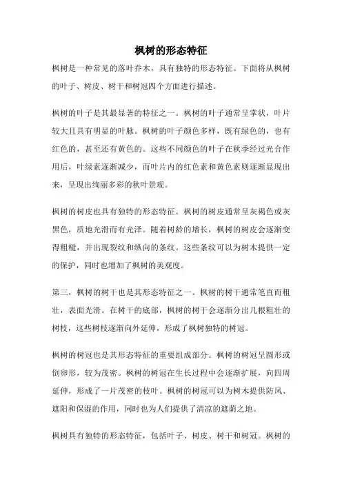 枫树的形态特征