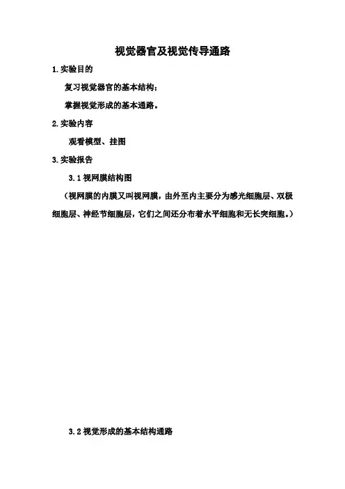 视觉器官及视觉传导通路