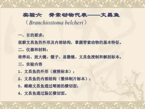实验文昌鱼