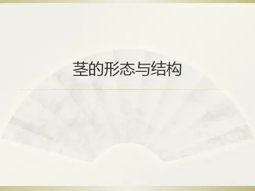 茎的形态与结构