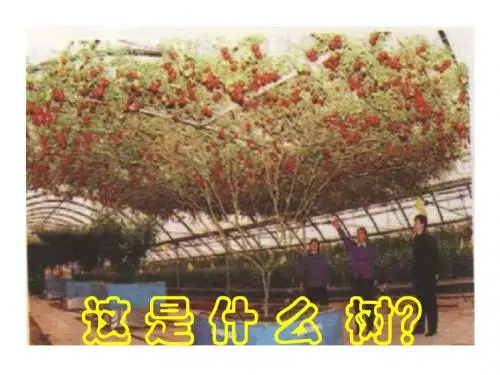 近似数-