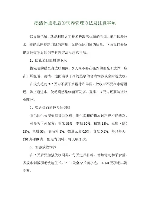 鹅活体拔毛后的饲养管理方法及注意事项