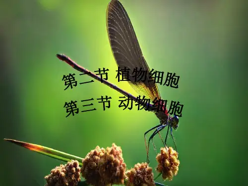人教版初中生物七年级上册《植物细胞和动物细胞》教学课件