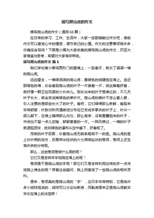 描写爬山虎的作文（通用66篇）