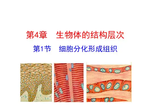 北师大版七年级生物上册课件：第4章 第1节 细胞分化形成组织(共31张PPT)