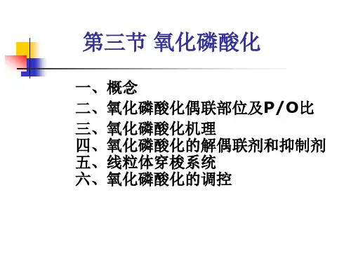 第三节：氧化磷酸化