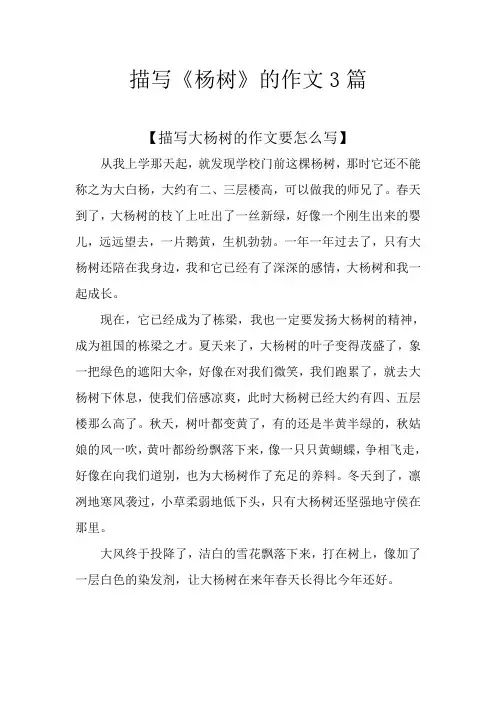 描写《杨树》的作文3篇