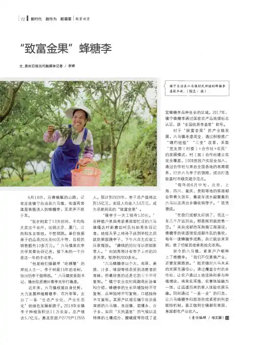 “致富金果”蜂糖李