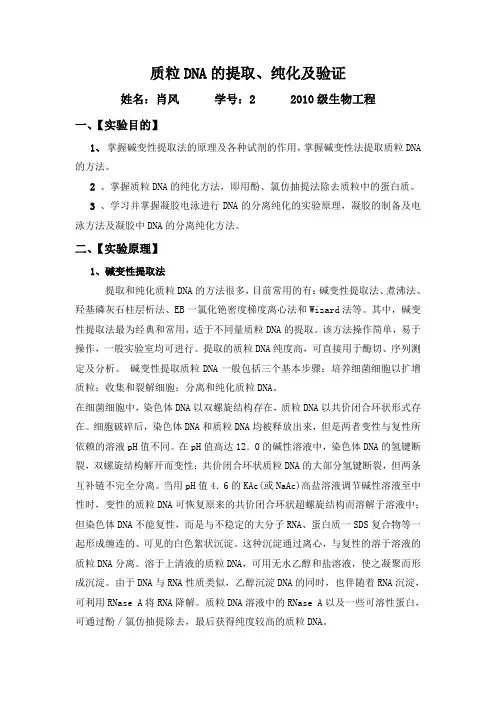 质粒DNA的提取、纯化及验证