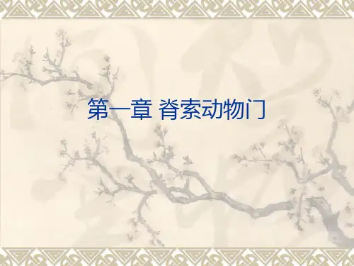 脊索动物门ppt课件