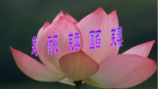 文言文《爱莲说》复习课件