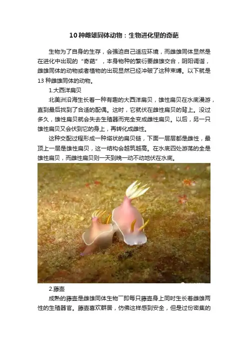10种雌雄同体动物：生物进化里的奇葩