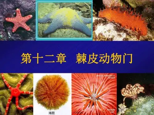 12棘皮动物门