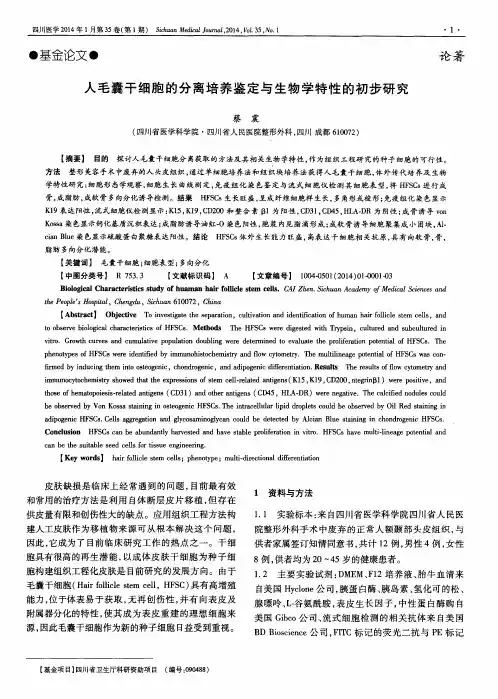 人毛囊干细胞的分离培养鉴定与生物学特性的初步研究