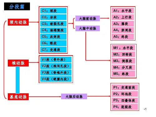脑部血管解剖图解--影像学PPT演示课件