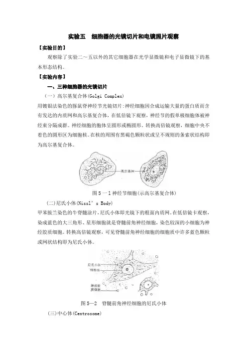 细胞生物学实验手册：细胞器的光镜切片和电镜照片观察