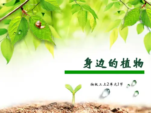 三年级上科学课件认识身边的植物湘教版