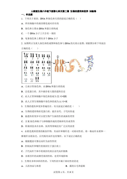 人教版生物八年级下册第七单元第二章 生物的遗传和变异 训练卷