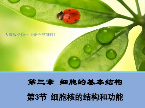 新教材高中生物必修一3.3 细胞核的结构和功能(27张PPT)