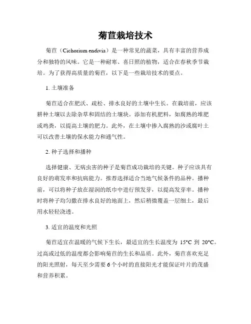 菊苣栽培技术