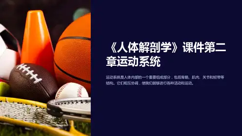 《人体解剖学》课件第二章运动系统