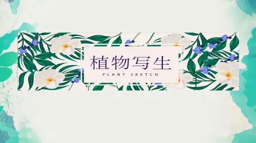 四年级美术下册课件-1、植物写生-人美版(27张PPT)
