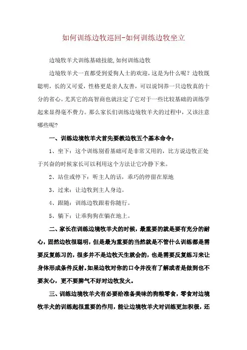 如何训练边牧巡回-如何训练边牧坐立