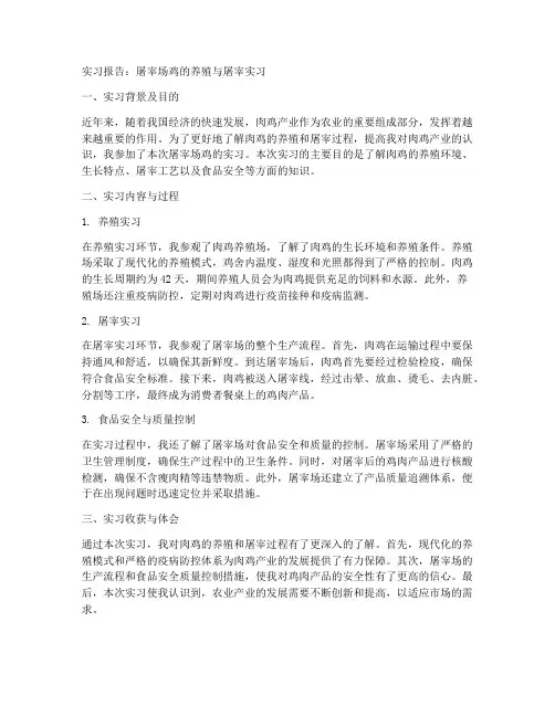 屠宰场鸡的实习报告