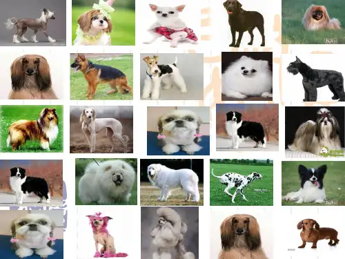 小型犬的品种识别和介绍