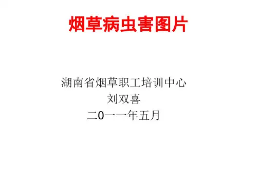 烟草病虫害图片