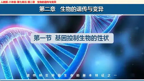 7.2.1 基因控制生物的性状(课件)八年级生物下册(人教版)