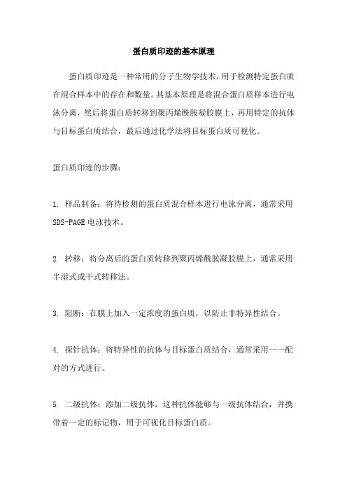 蛋白质印迹的基本原理
