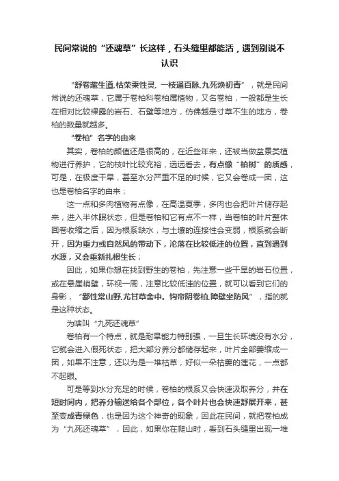 民间常说的“还魂草”长这样，石头缝里都能活，遇到别说不认识