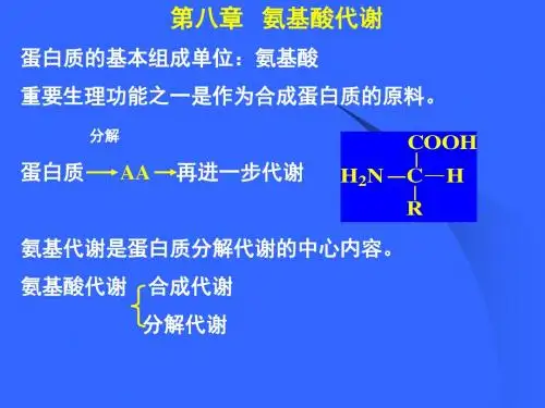 氨基酸代谢 (1)